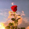 ilayss